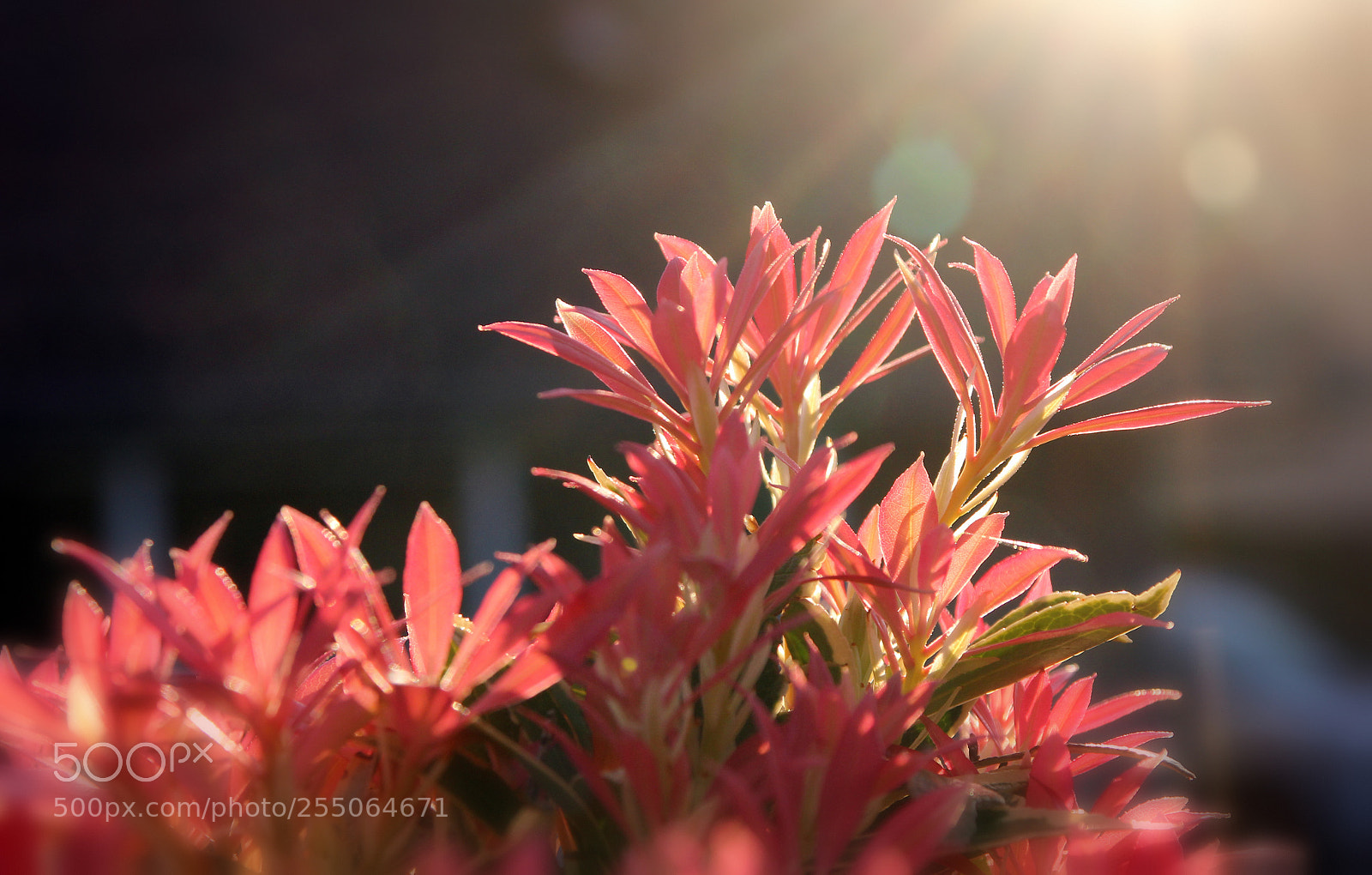 Canon EOS 600D (Rebel EOS T3i / EOS Kiss X5) sample photo. Red sunset photography
