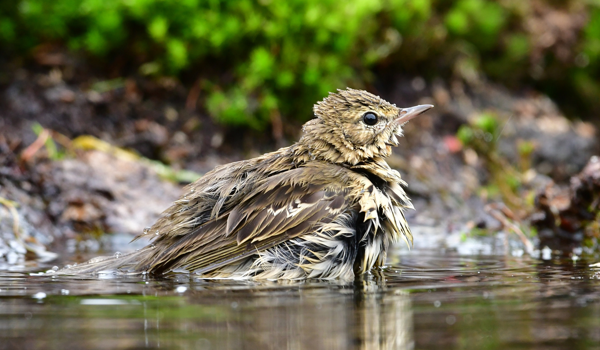 Nikon AF-S Nikkor 500mm F4G ED VR sample photo. Zanglijster photography