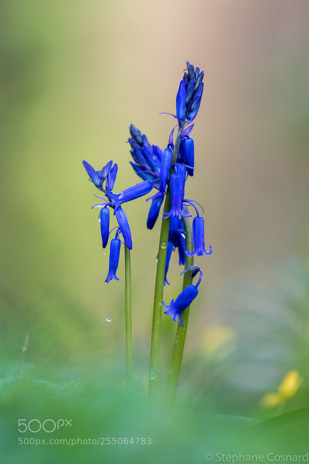 Nikon D500 sample photo. Spring flowers photography