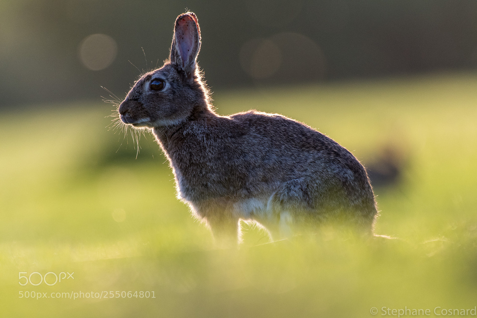Nikon D500 sample photo. Young rabbit photography