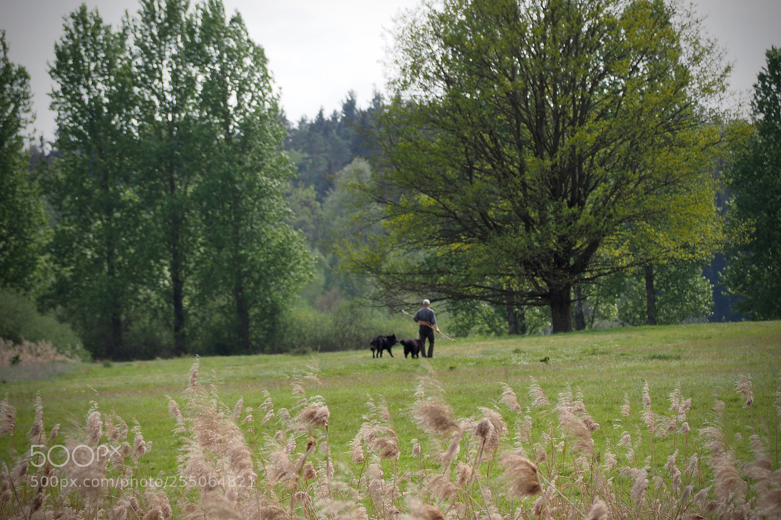 Olympus OM-D E-M5 II sample photo. Shepherd's dogs photography