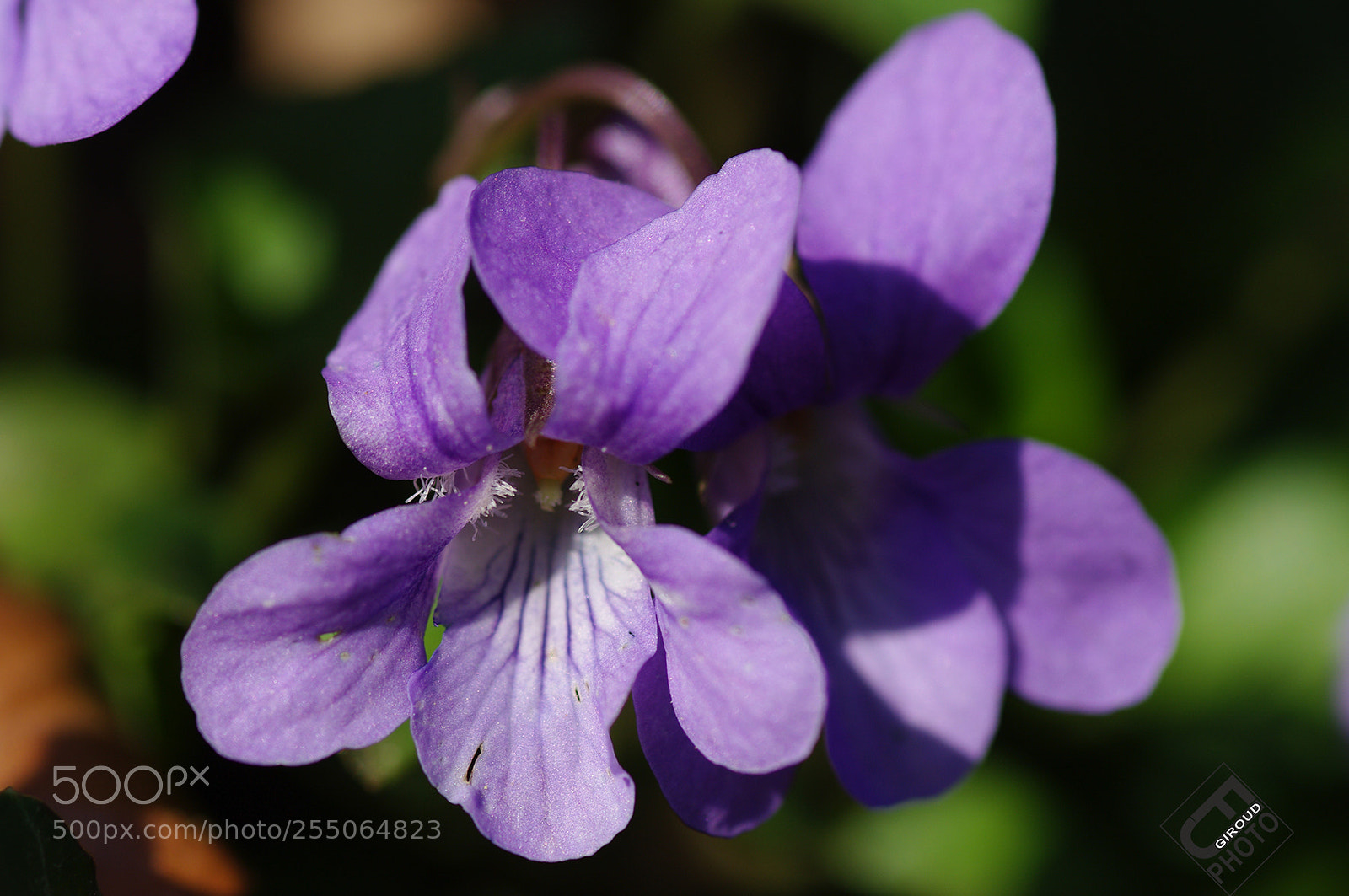 Pentax K20D sample photo. Colors of springtime photography