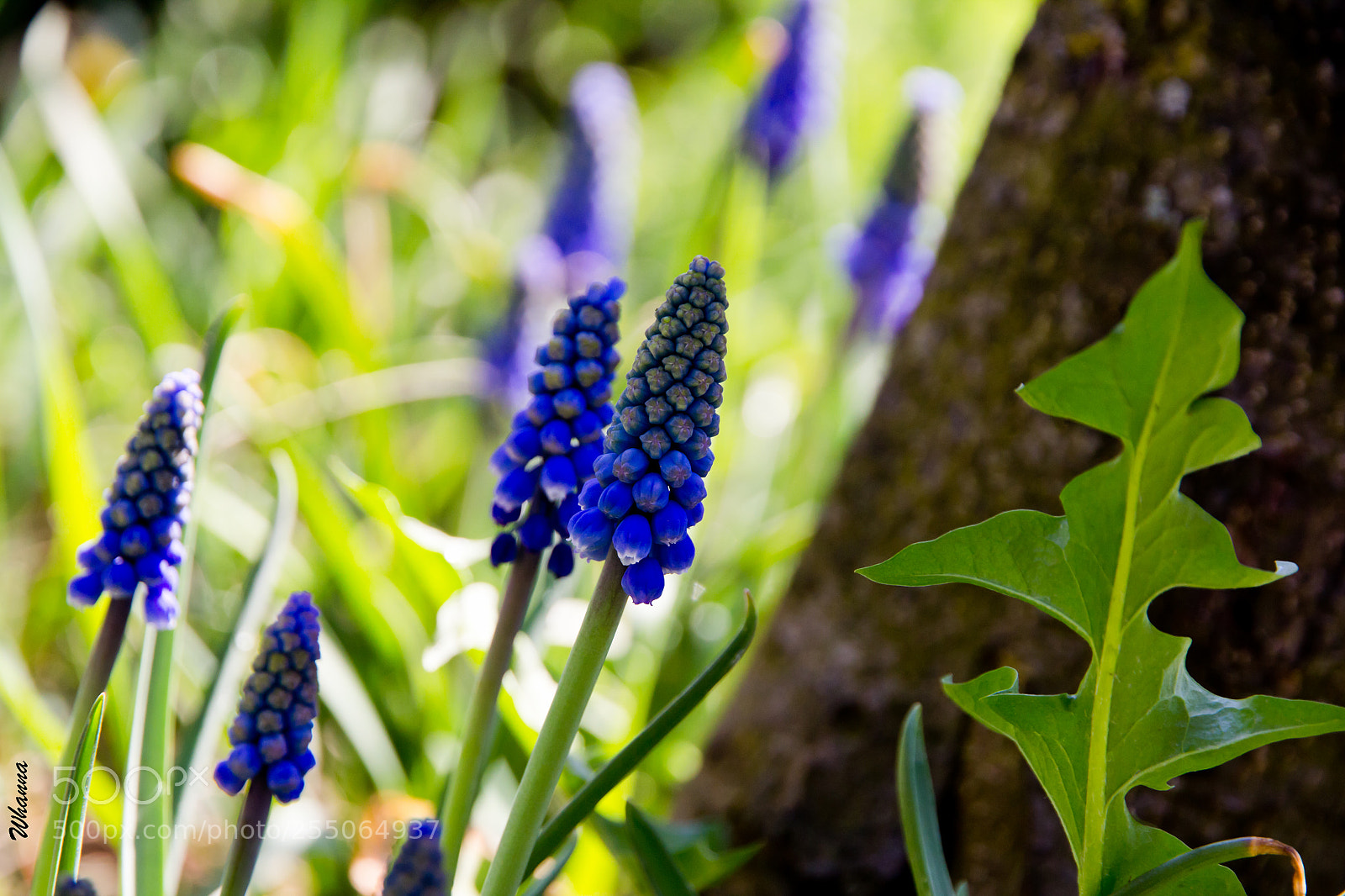 Canon EOS 60D sample photo. Hide-and-seek photography