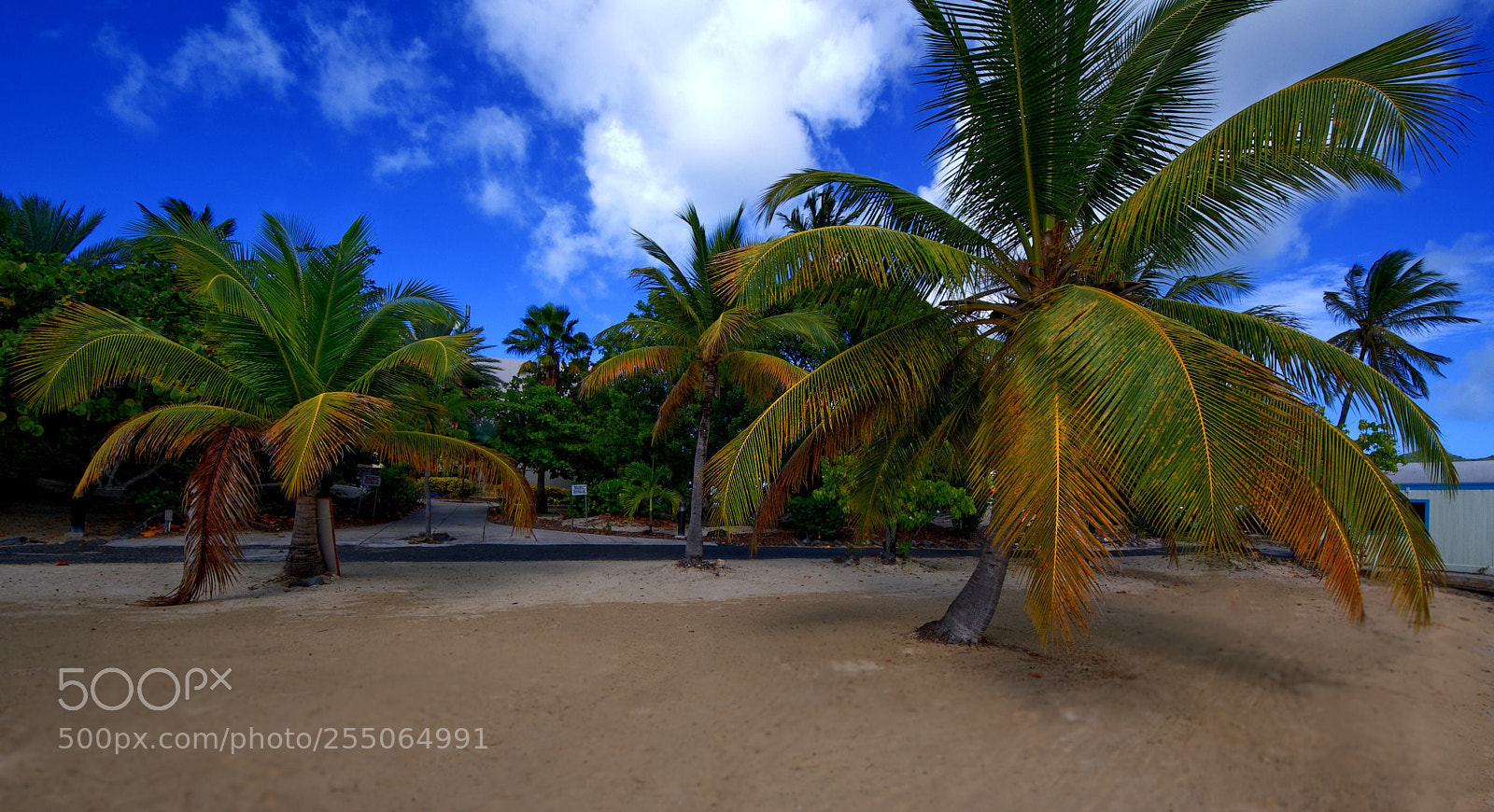 Nikon D40X sample photo. Two palms photography