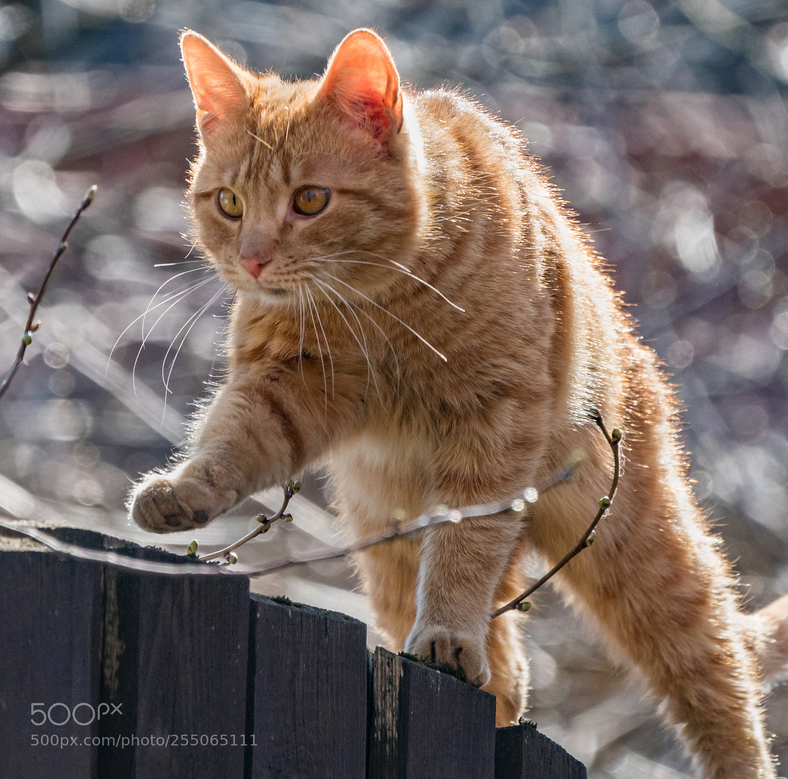 Sony a6300 sample photo. Рыжик photography