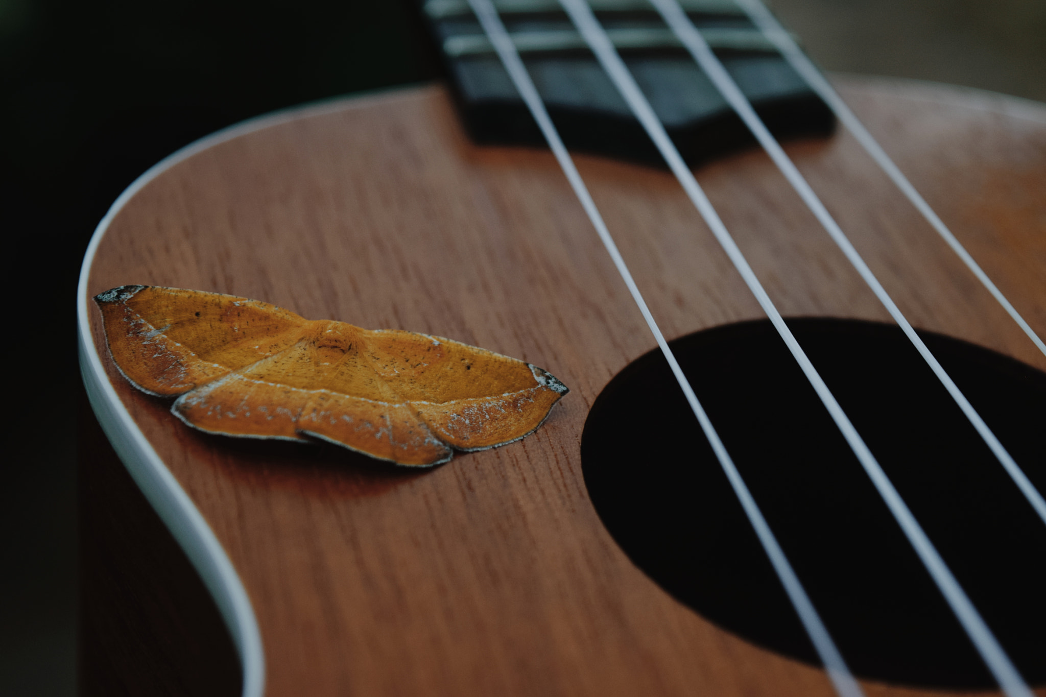 Nikon D5300 sample photo. Polilla en ukelele photography
