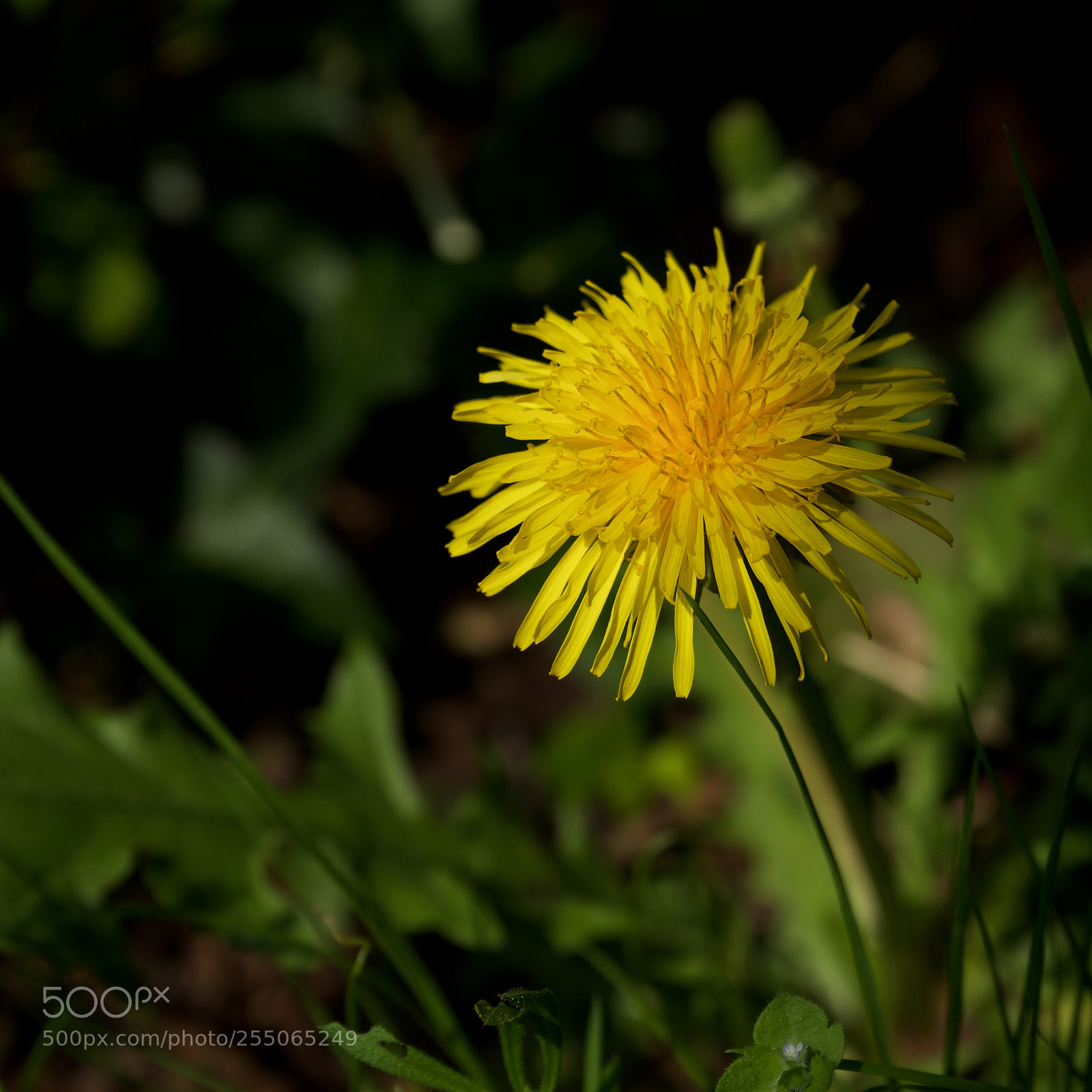 Sony a7 sample photo. Whats not to like photography