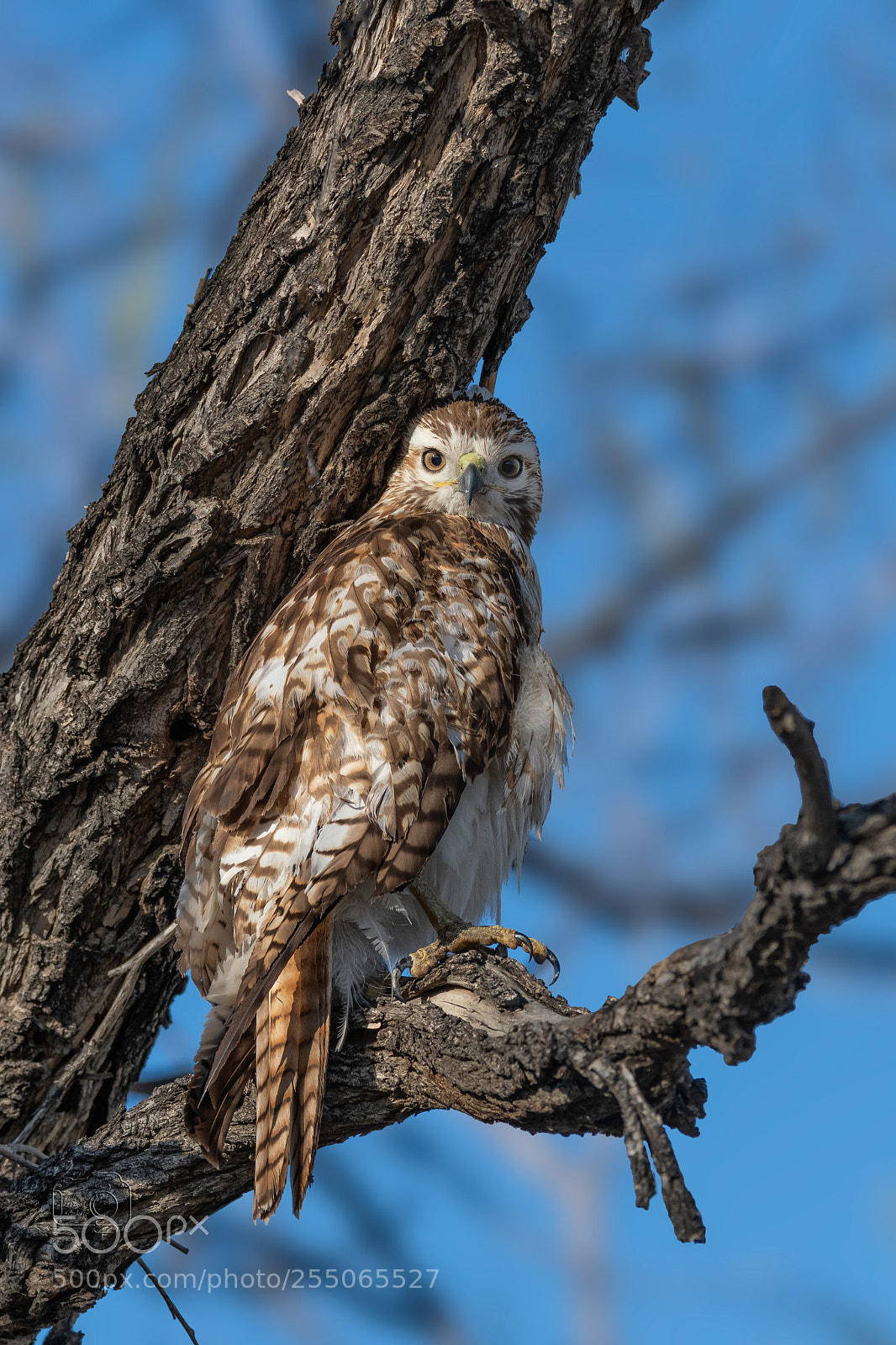 Nikon D500 sample photo. Cooper's hawk photography