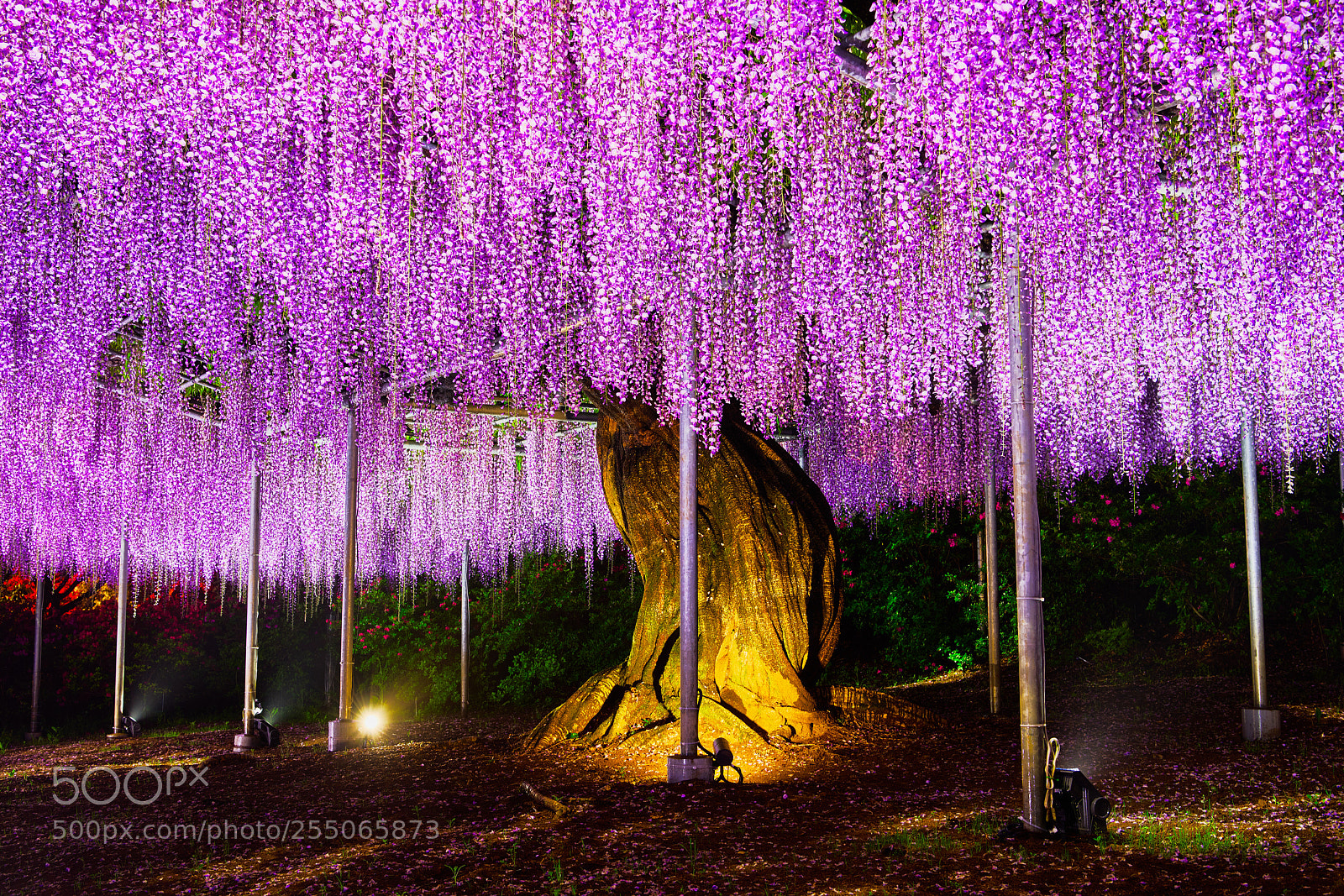 Nikon D850 sample photo. Wisteria flower story photography