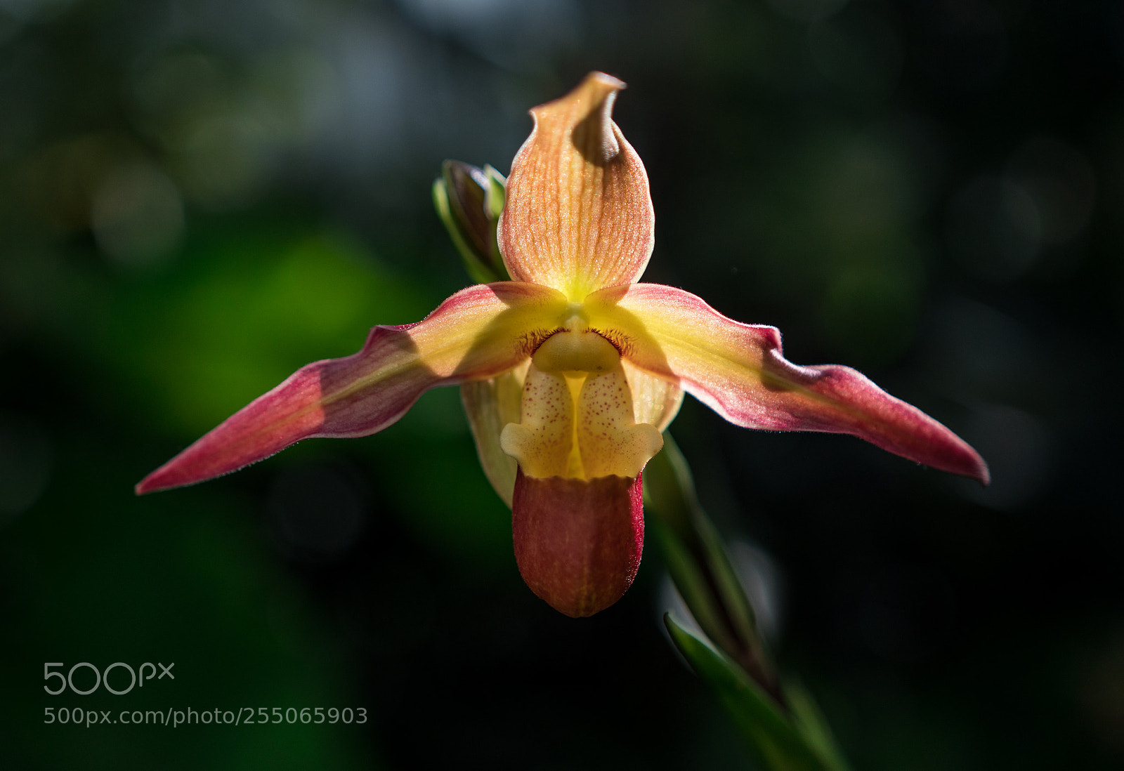 Sony a6300 sample photo. Orchid photography