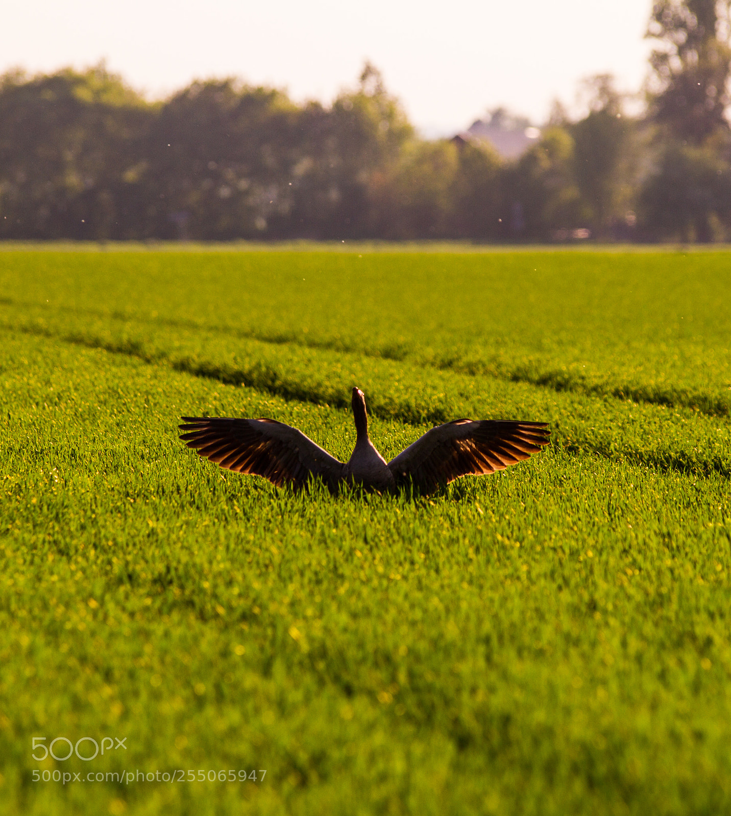 Canon EOS 7D sample photo. Grey goose photography
