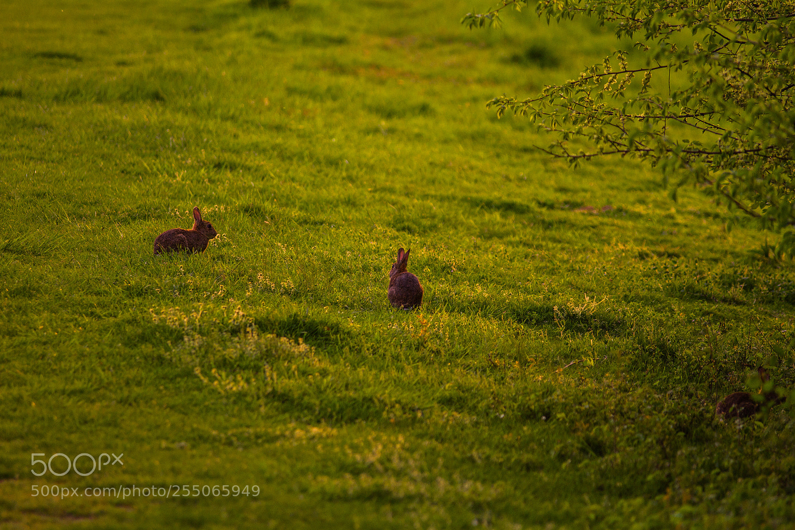 Canon EOS 7D sample photo. Wild rabits photography