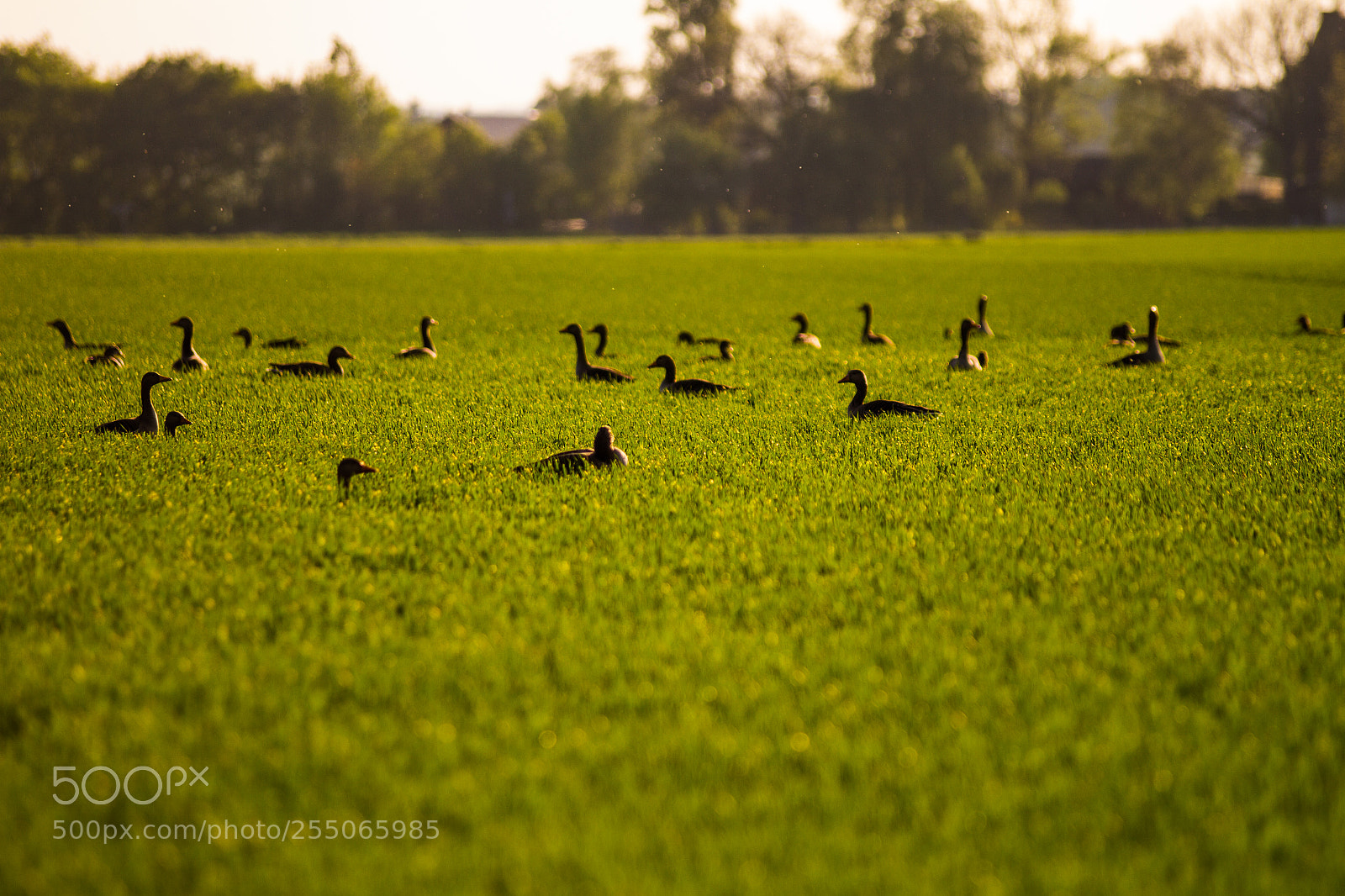 Canon EOS 7D sample photo. Goose field photography