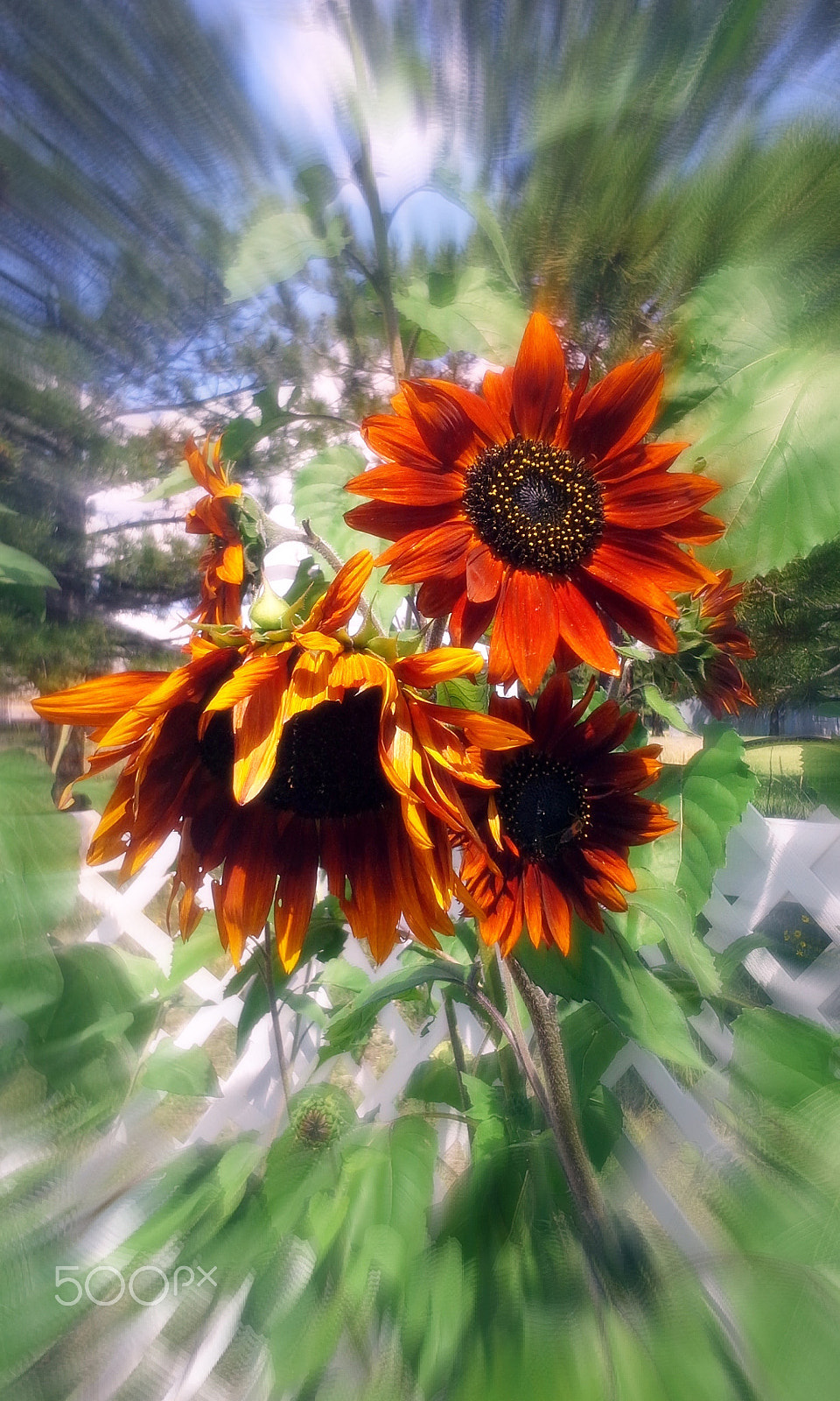 Samsung Galaxy S BlazeQ sample photo. Sunflower day photography