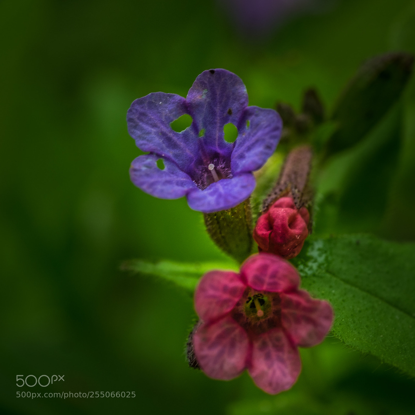 Fujifilm X-T1 sample photo. H nsel und gretel photography