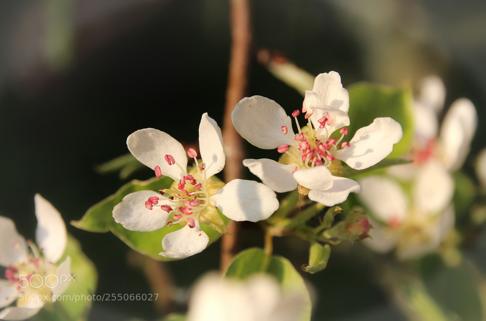 Canon EOS 600D (Rebel EOS T3i / EOS Kiss X5) sample photo. Growing pears photography