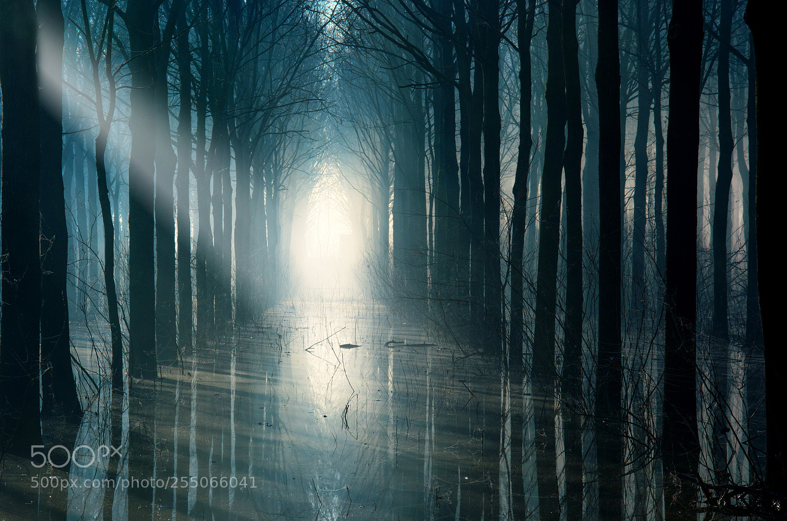 Nikon D7200 sample photo. A ray of light photography