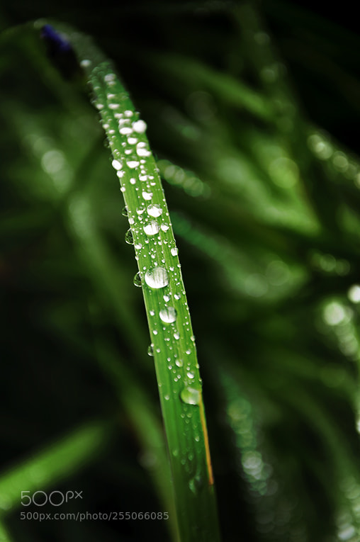 Nikon D90 sample photo. Wet grass photography