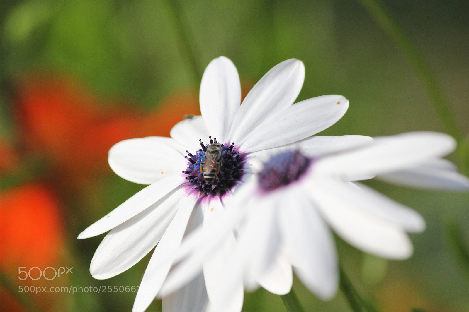 Canon EOS 550D (EOS Rebel T2i / EOS Kiss X4) sample photo. Aster photography