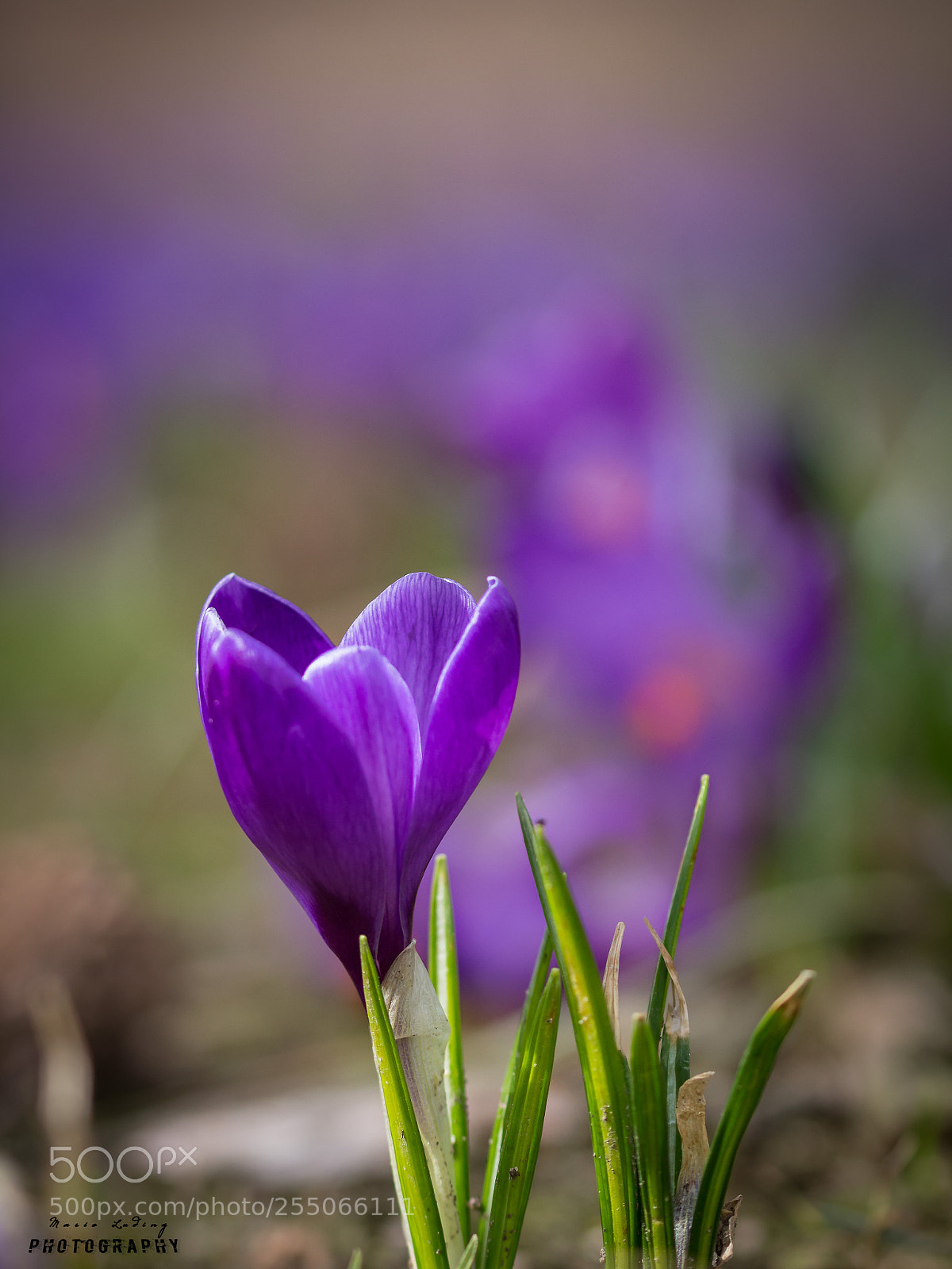 Canon EOS 700D (EOS Rebel T5i / EOS Kiss X7i) sample photo. Colors of spring photography