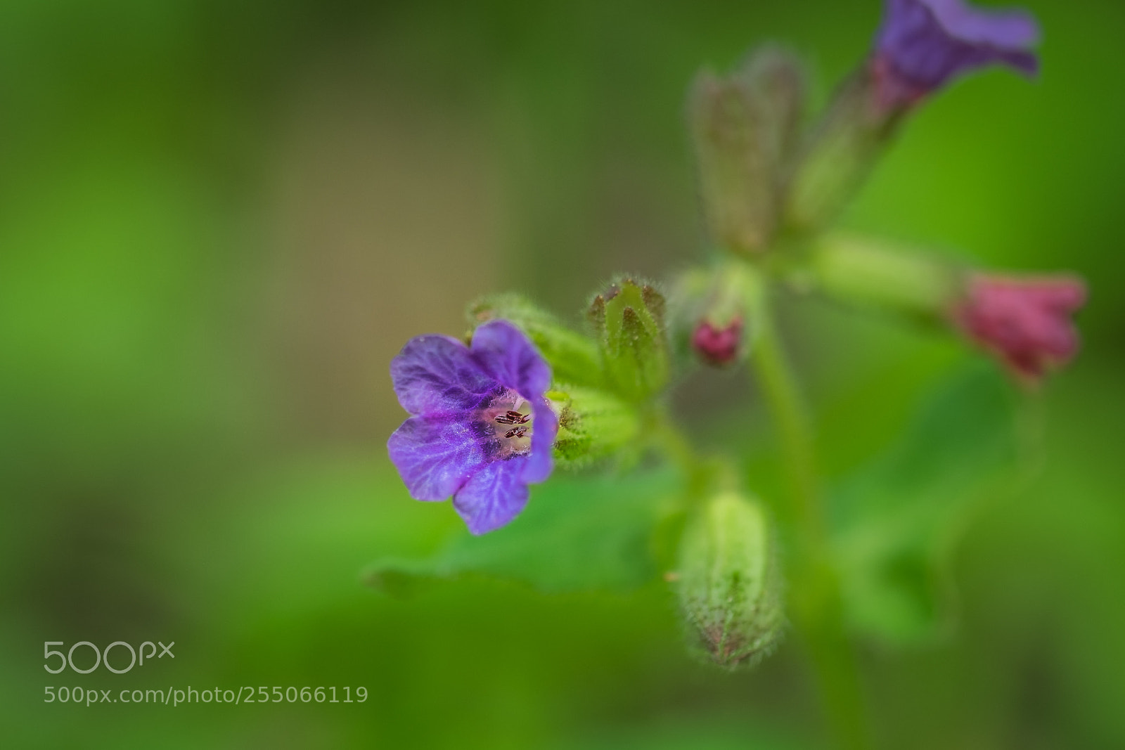 Fujifilm X-T1 sample photo. H nsel und gretel photography
