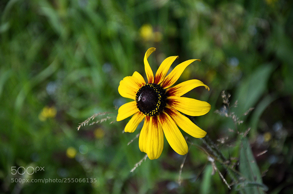 Nikon D90 sample photo. Black eye flower photography