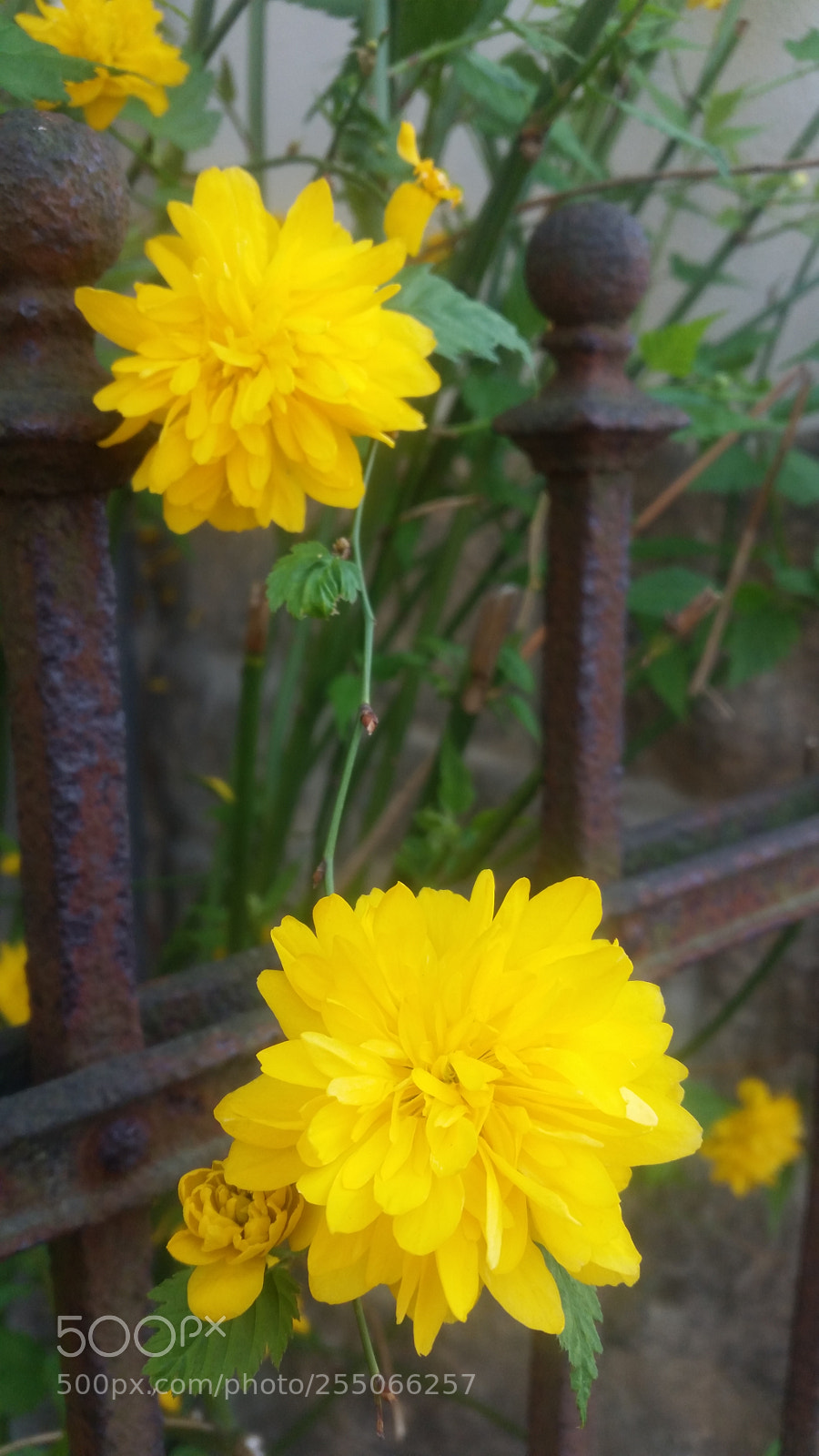 Samsung Galaxy S5 sample photo. Yellow .... photography