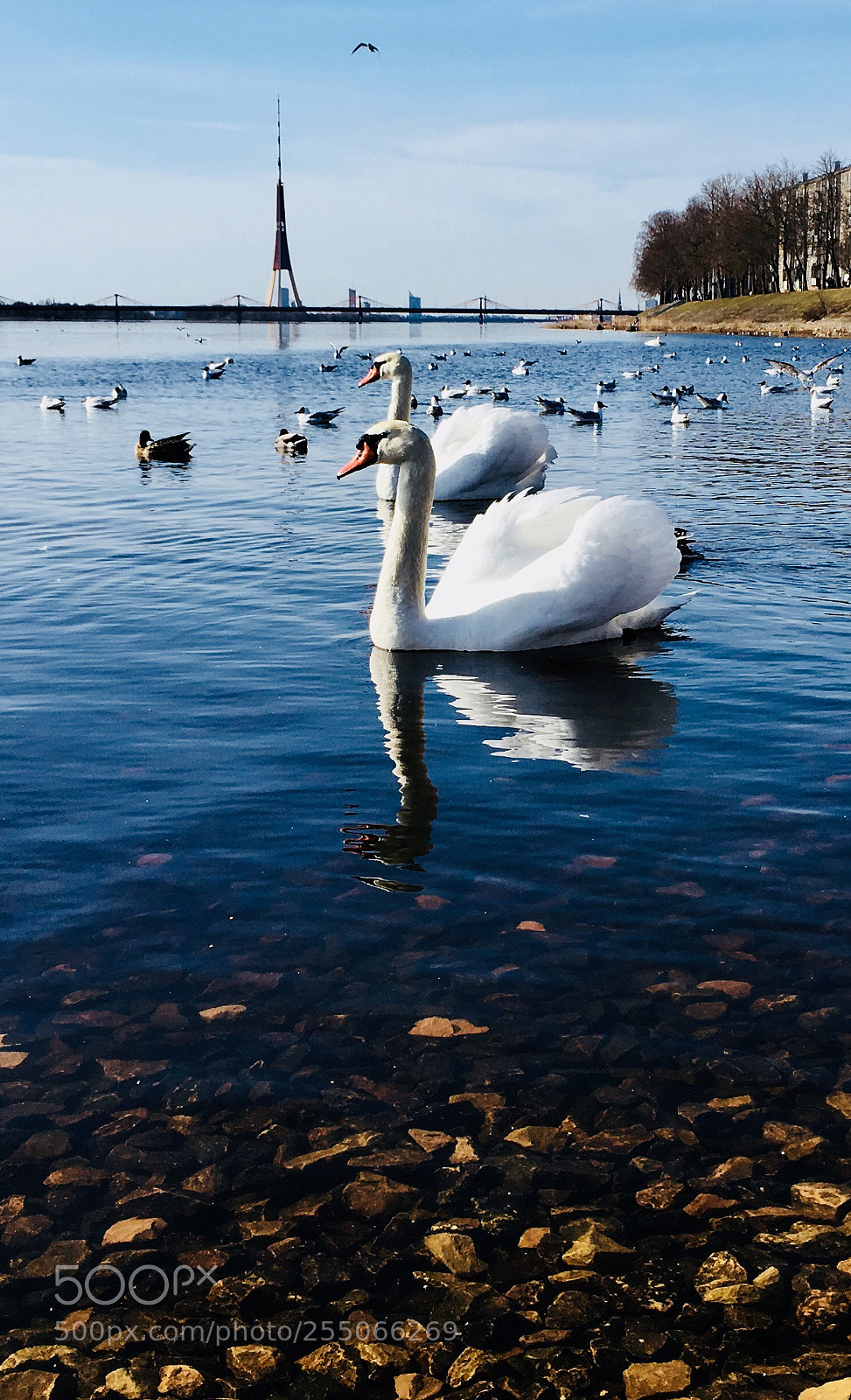Apple iPhone SE sample photo. Swans in the city.  photography