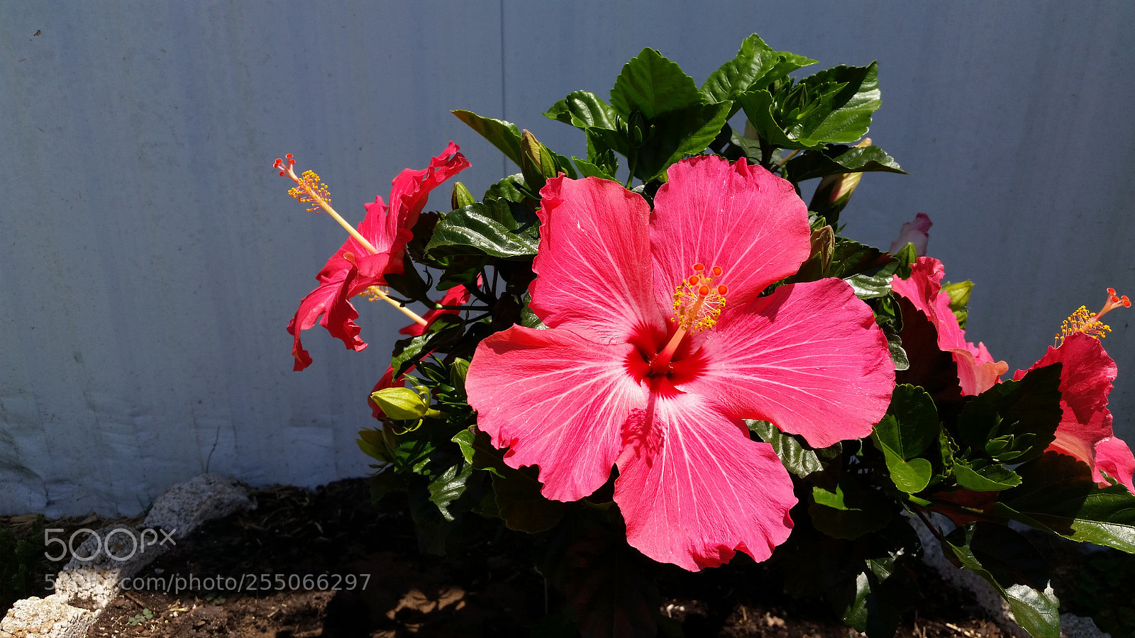 Samsung Galaxy S5 sample photo. Hibiscus photography