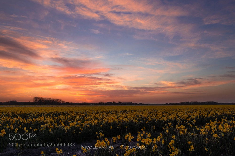 Canon EOS 80D sample photo. Sunset by flowerbulbfield. photography
