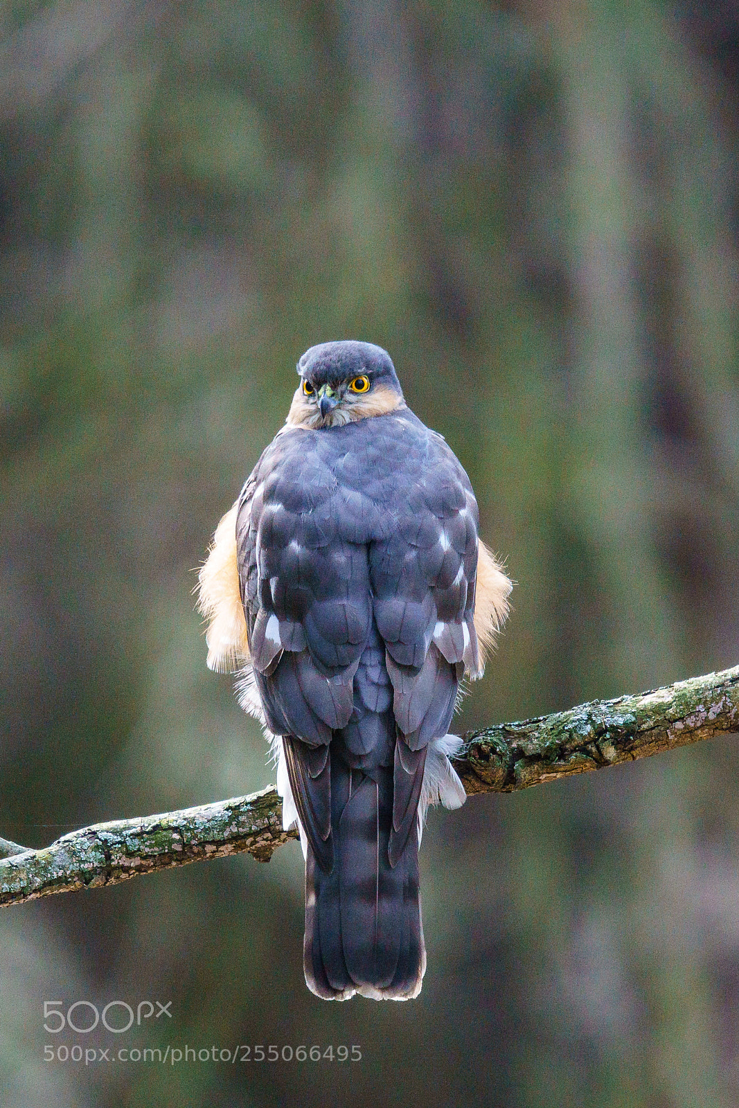 Sony ILCA-77M2 sample photo. Sparrowhawk photography