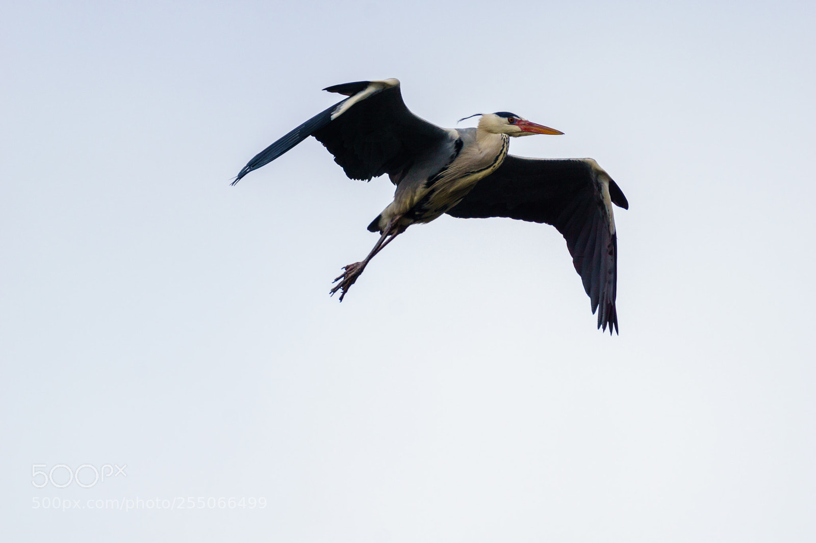 Sony ILCA-77M2 sample photo. Flying heron photography