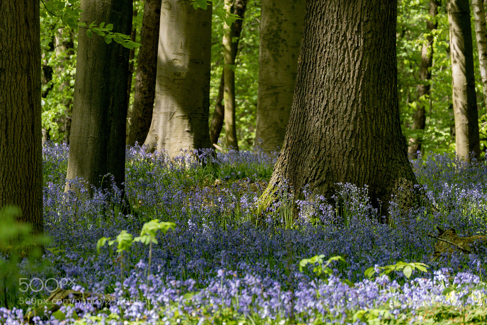 Panasonic Lumix DMC-GX85 (Lumix DMC-GX80 / Lumix DMC-GX7 Mark II) sample photo. A common bluebell forest photography