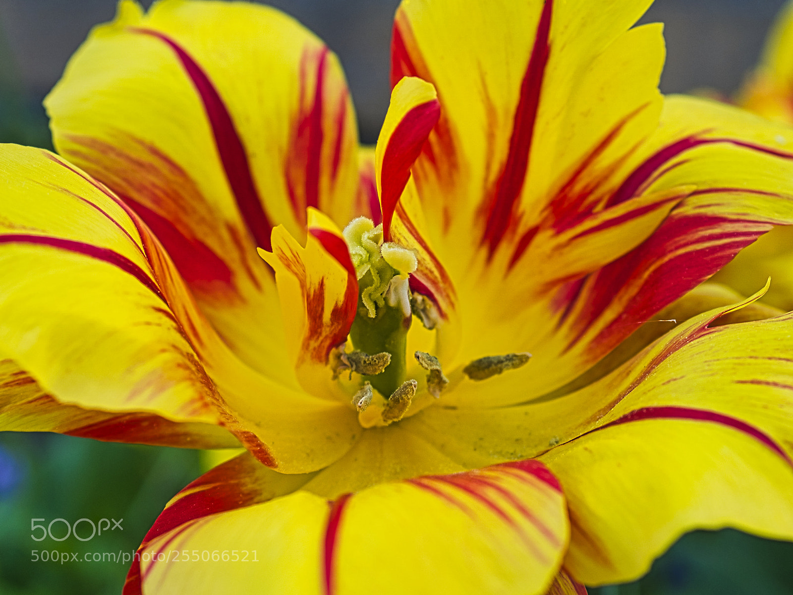 Sony ILCA-77M2 sample photo. Tulpe in gelb rot photography