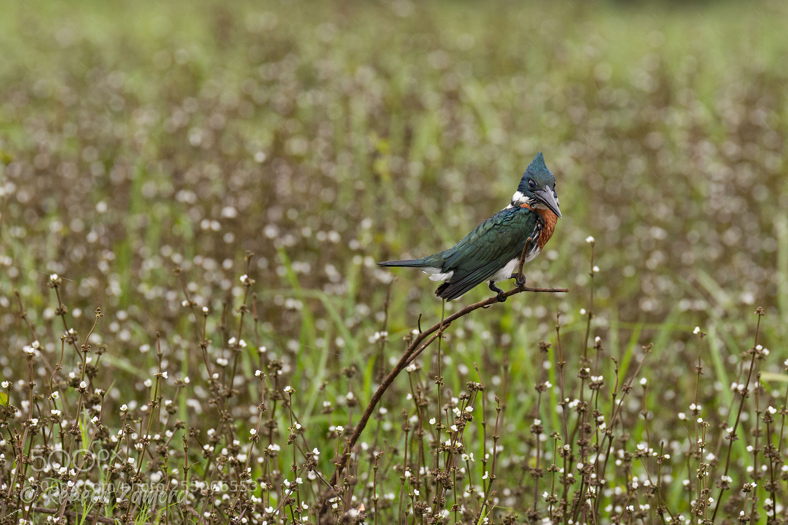 Nikon D7200 sample photo. Amazon kingfisher can o photography