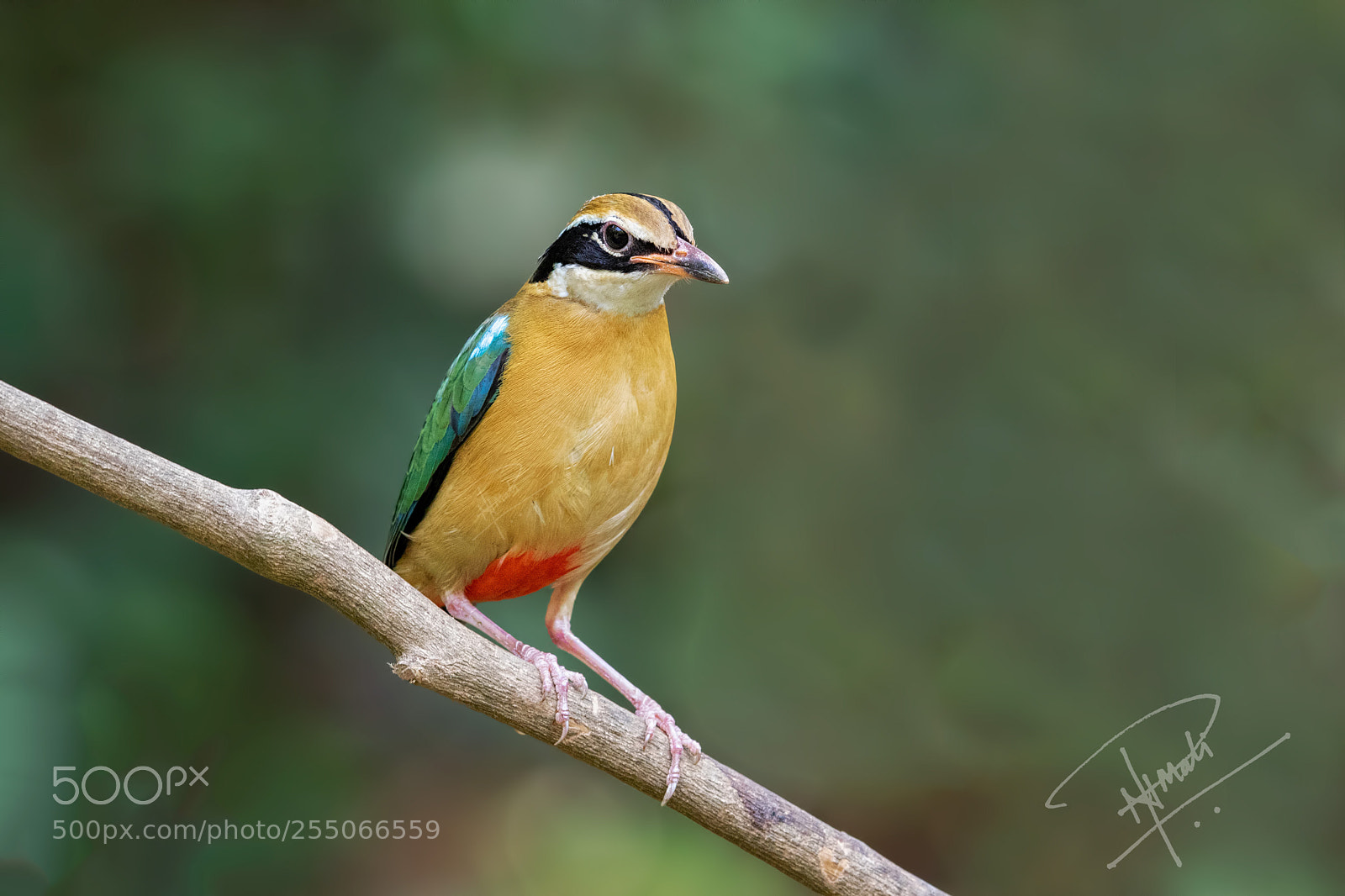 Canon EOS 7D Mark II sample photo. Indianpitta photography
