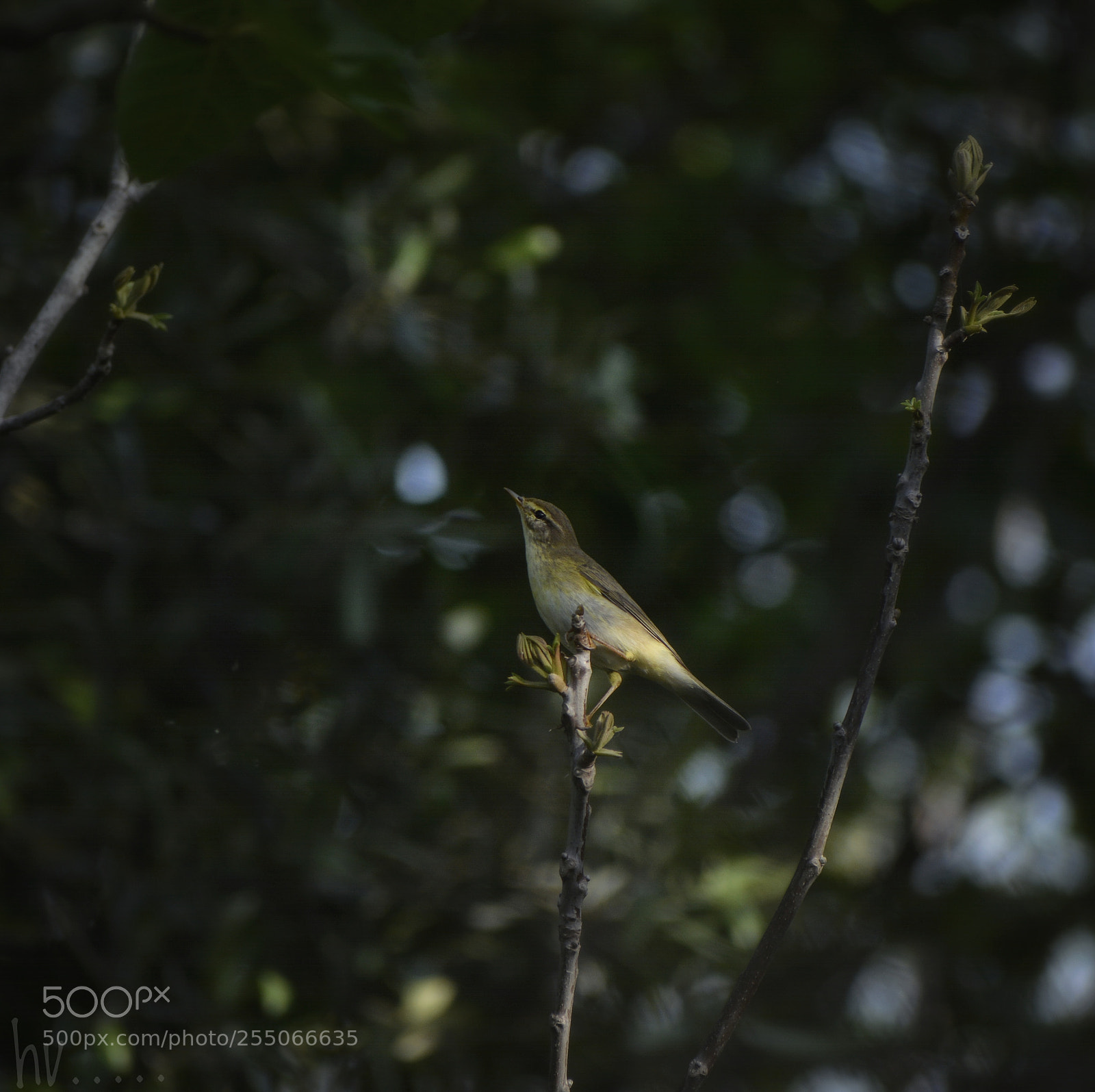 Nikon D7100 sample photo. Little bird photography