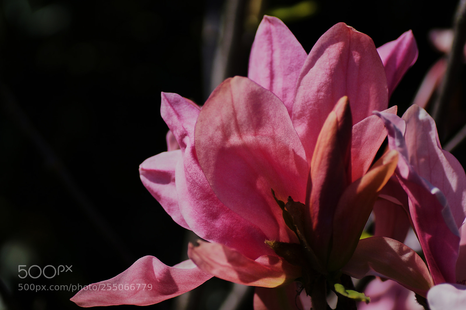Sony ILCA-77M2 sample photo. Pink magnolia photography