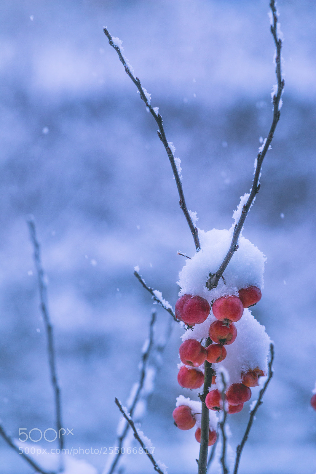 Canon EOS 70D sample photo. Apples photography