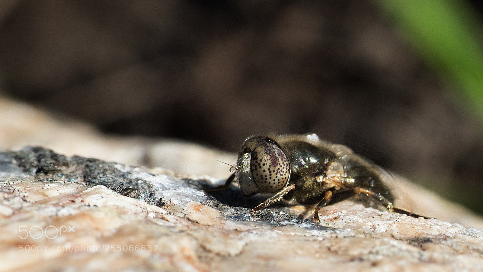 Canon EOS 6D Mark II sample photo. Insect photography