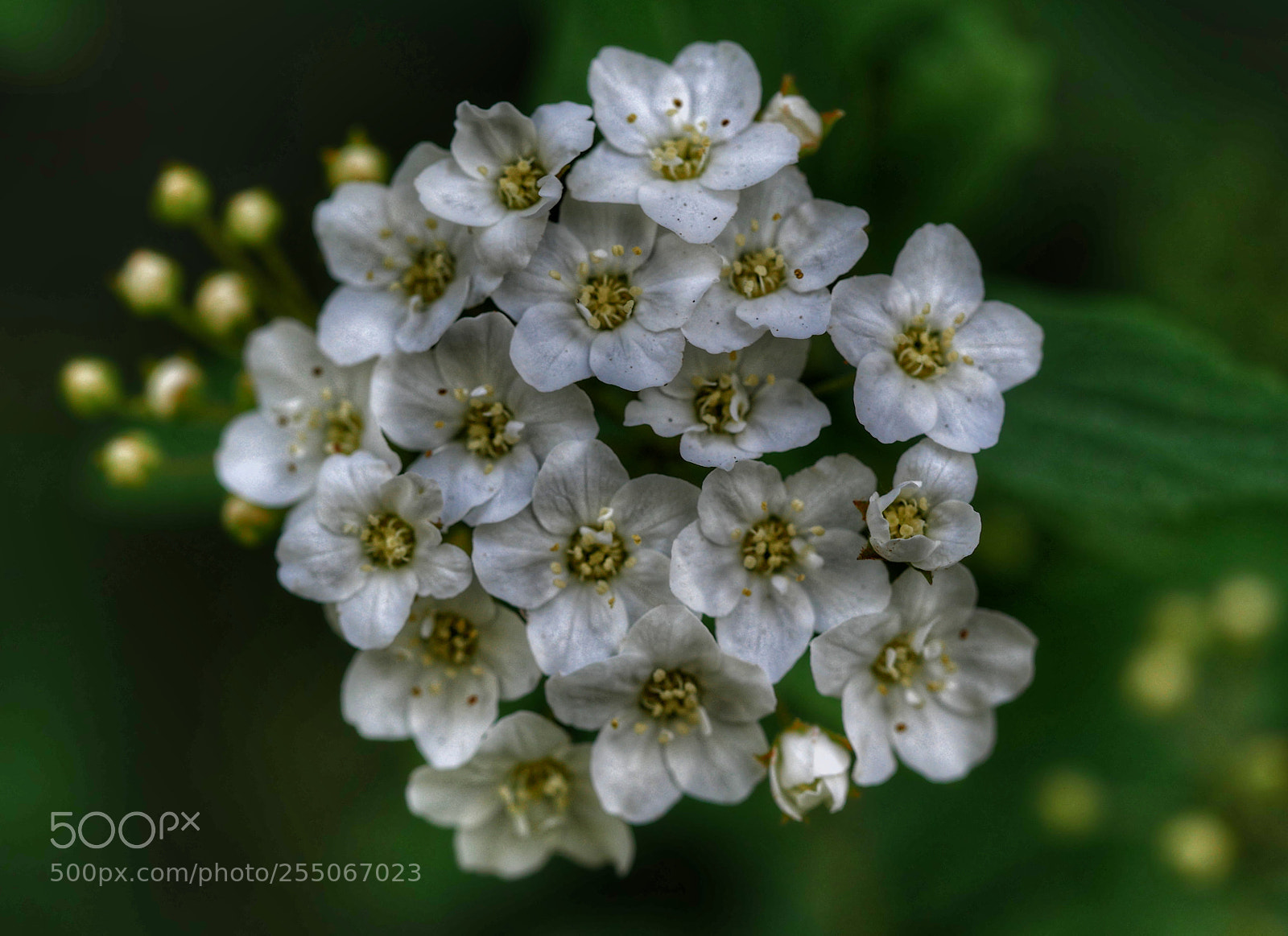 Panasonic Lumix DMC-GX85 (Lumix DMC-GX80 / Lumix DMC-GX7 Mark II) sample photo. ?... photography