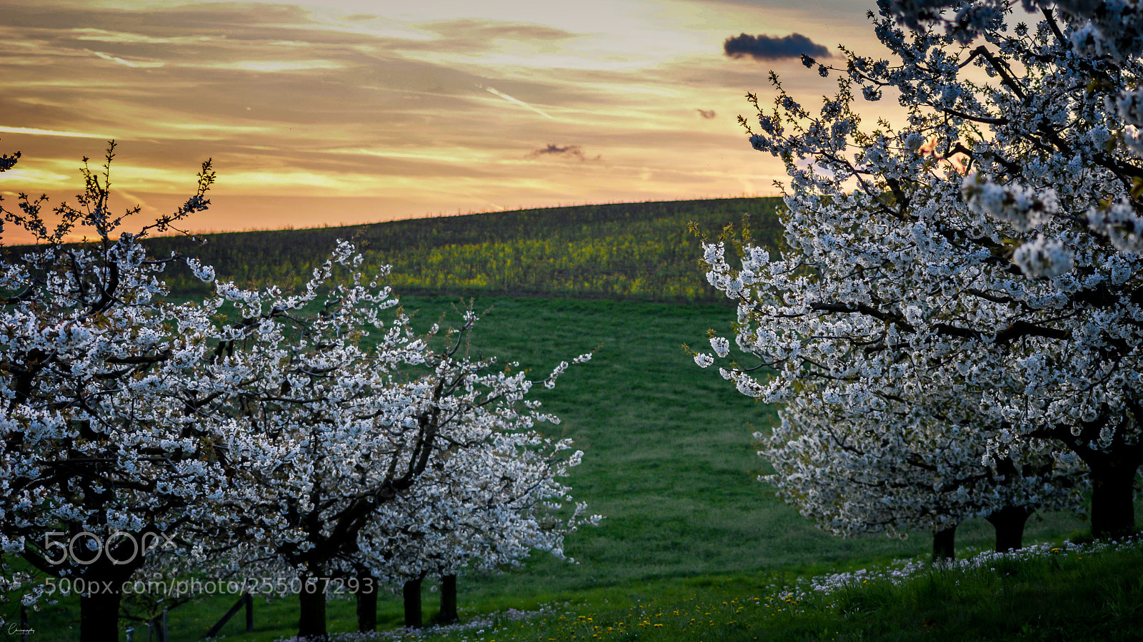 Nikon D7100 sample photo. White blossom sunset photography