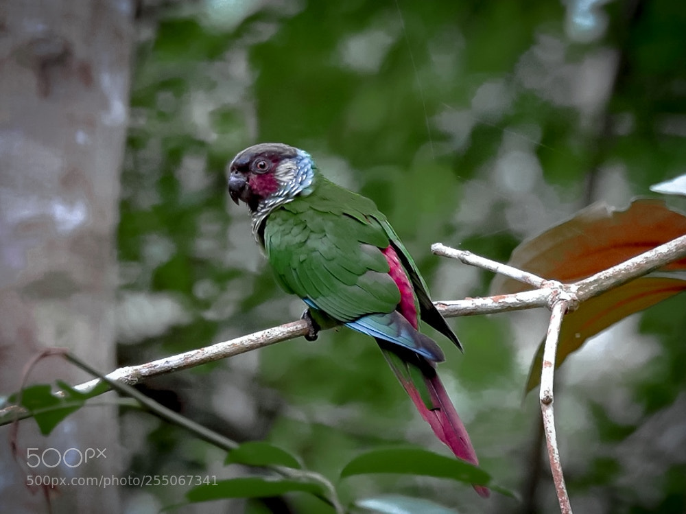 Nikon Coolpix P900 sample photo. Maroon-faced parakeet pyrrhura leucotis photography