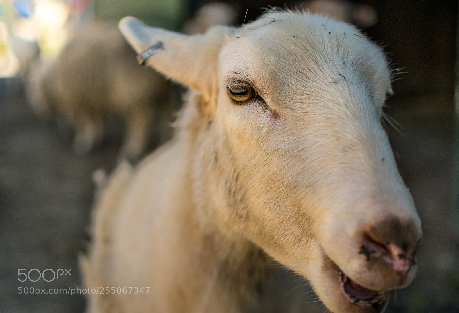 Nikon D5300 sample photo. Animal sanctuary goat photography