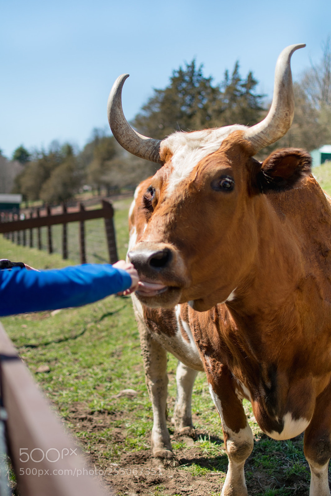 Nikon D5300 sample photo. Animal sanctuary steer photography