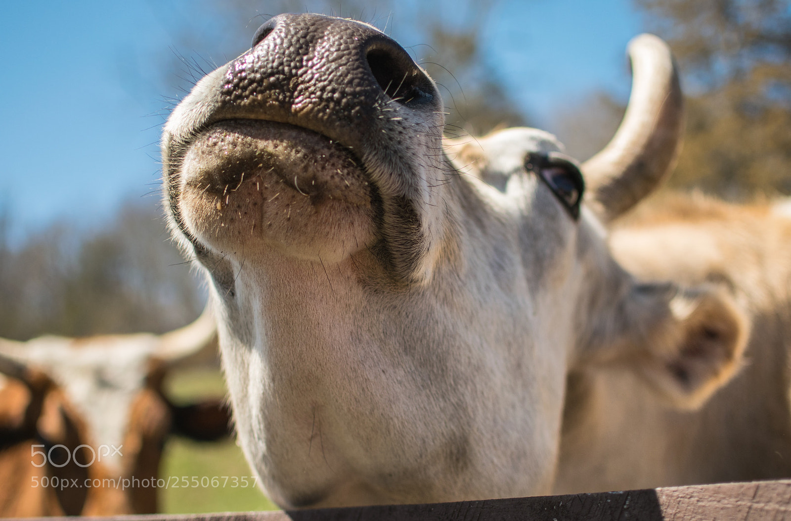 Nikon D5300 sample photo. Animal sanctuary steer 2 photography