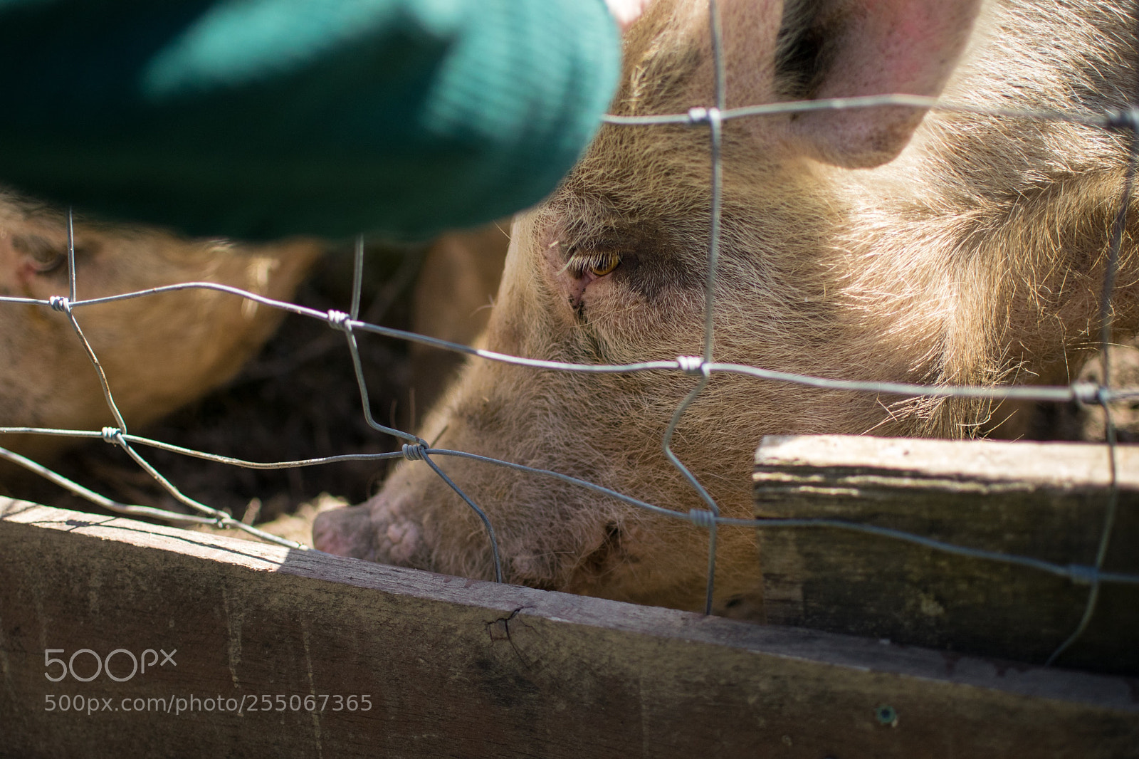 Nikon D5300 sample photo. Animal sanctuary pig photography