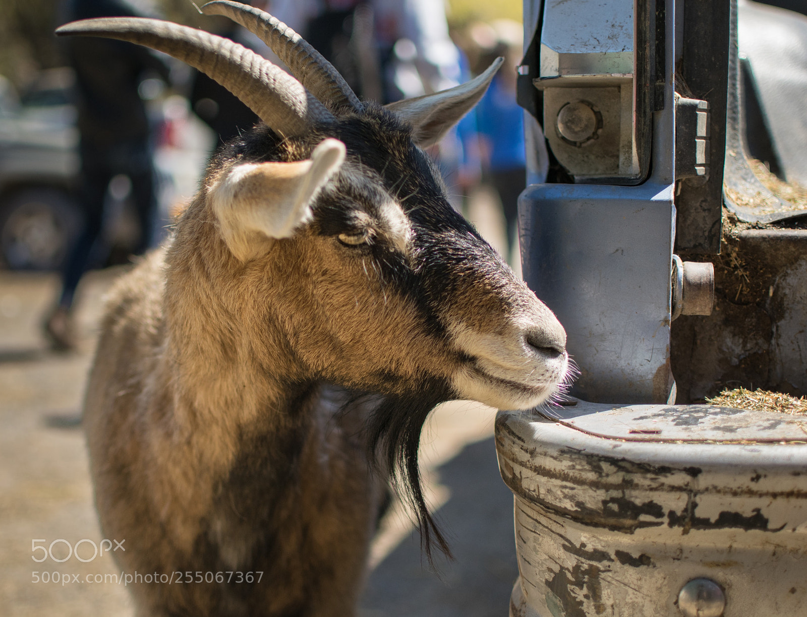 Nikon D5300 sample photo. Animal sanctuary goat 2 photography