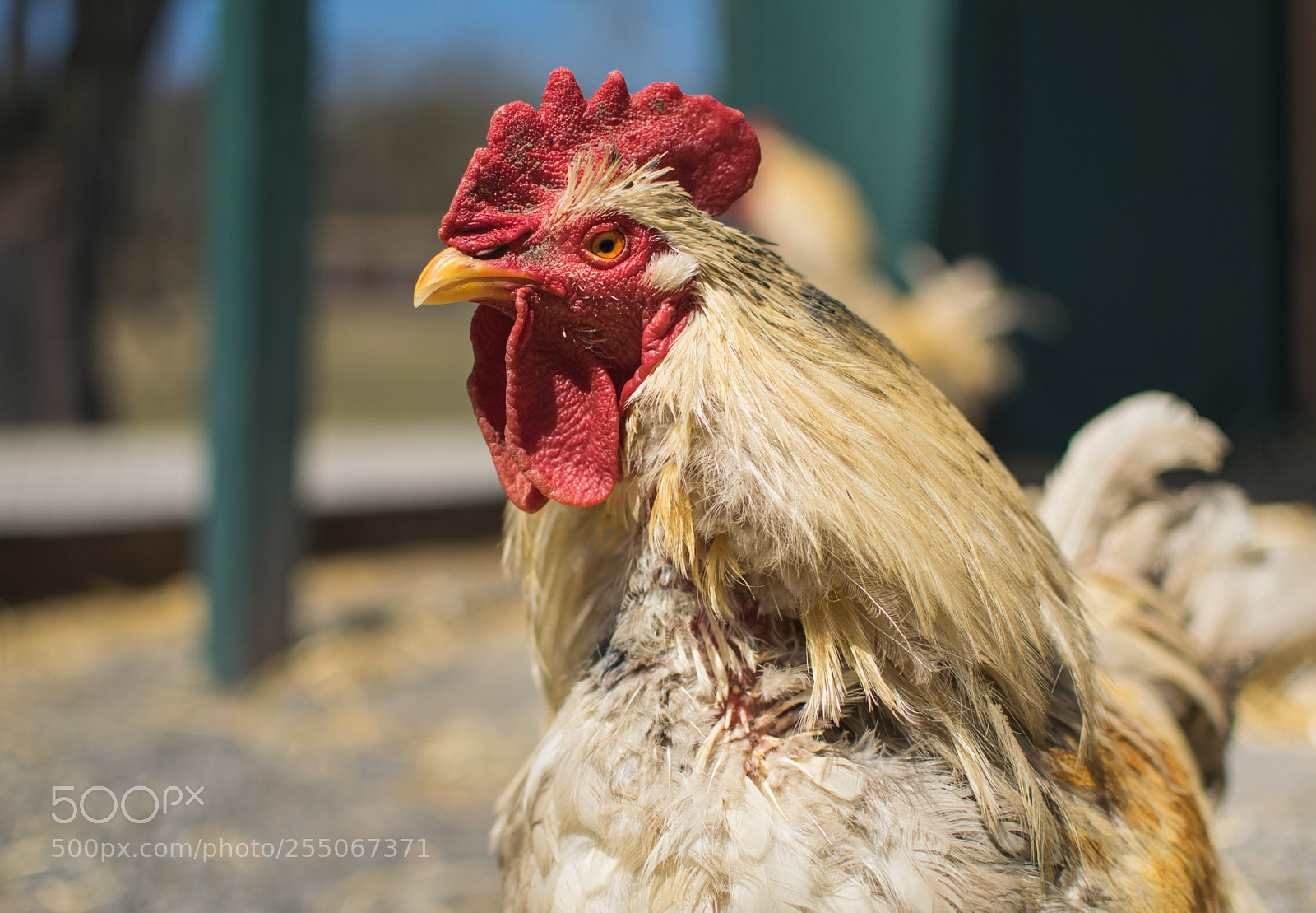 Nikon D5300 sample photo. Animal sanctuary rooster photography
