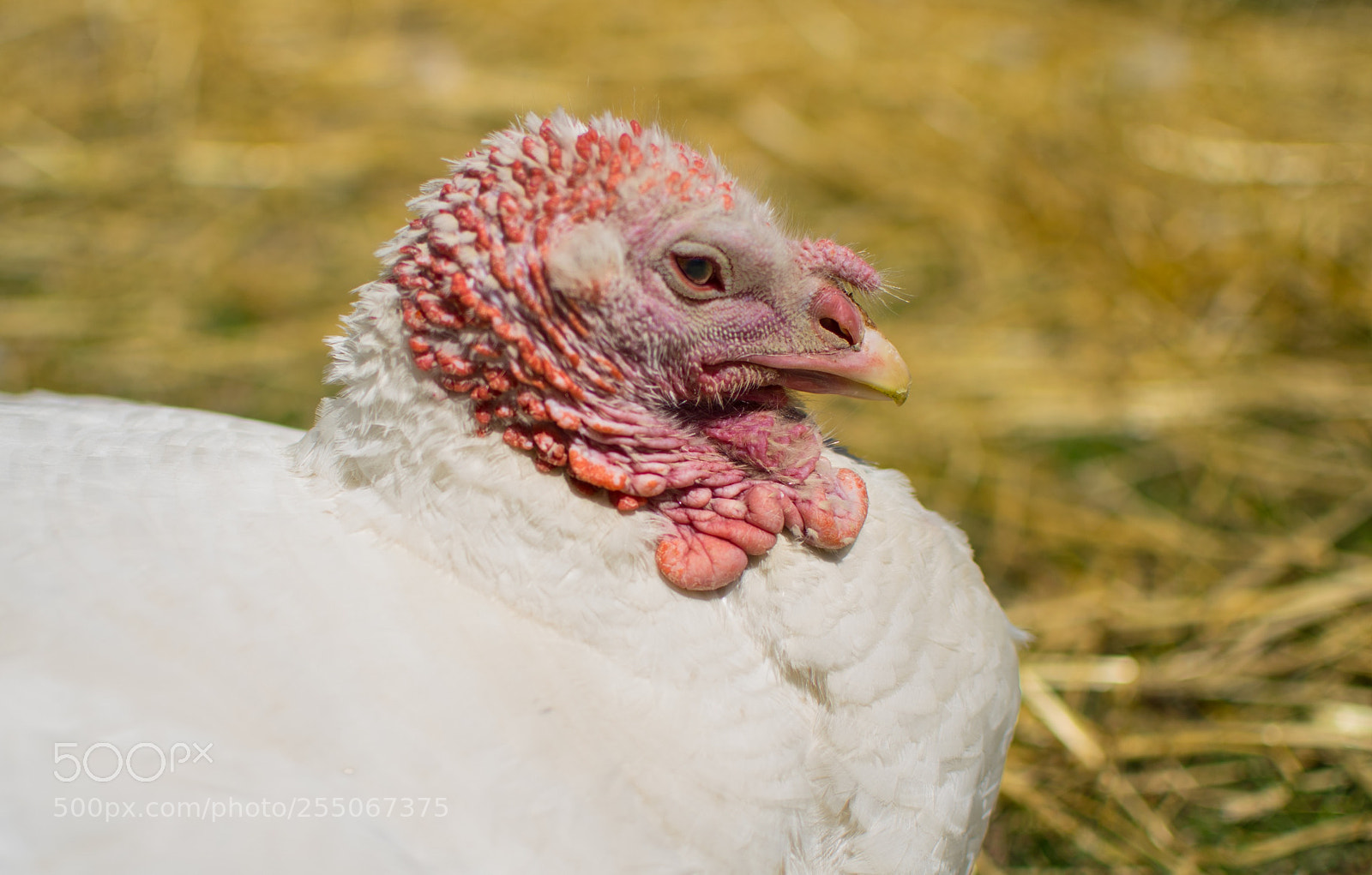Nikon D5300 sample photo. Animal sanctuary turkey photography
